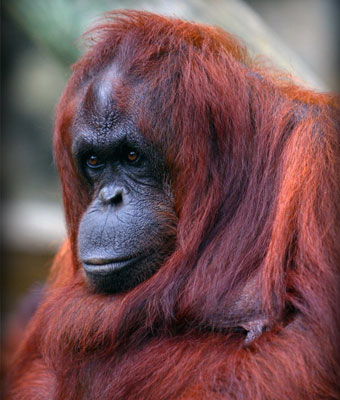 orangutan