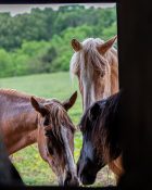 Horses by Tim Keller 1