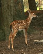 a-baby-deer-in-the-woods