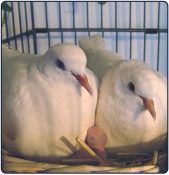 doves-baby2-copy