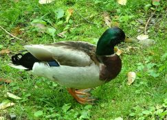 duck1042