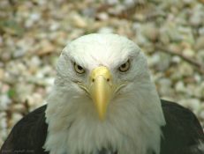 eagle1574