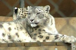 leopard-1374