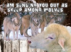 Sheep Wolves