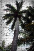 palmtree_res