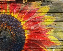 Red Sunflower with wood background