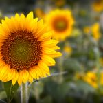 Sunflowers in field.