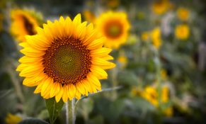 Sunflowers in field.